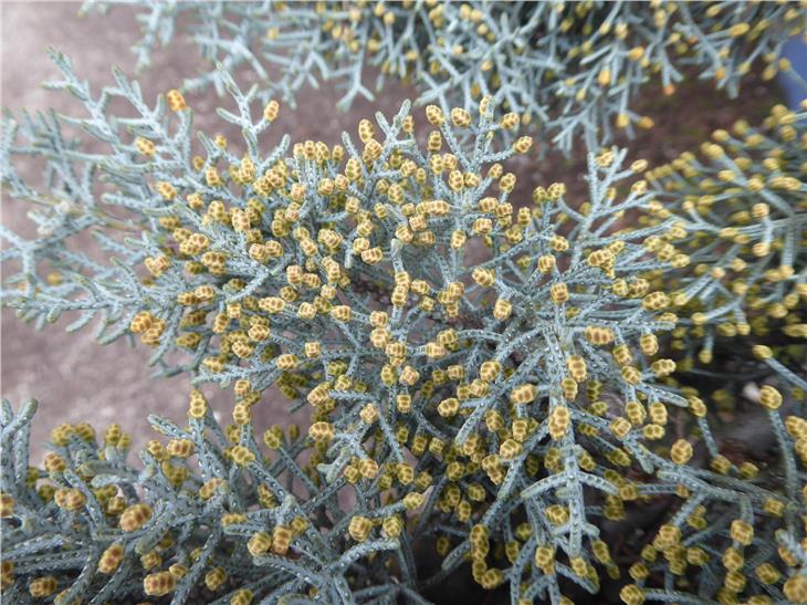 A fine inverno i piccoli coni terminali del cipresso rilasciano grandi quantità di polline nell’aria (Foto: Agenzia ambiente e tutela clima/Edith Bucher)