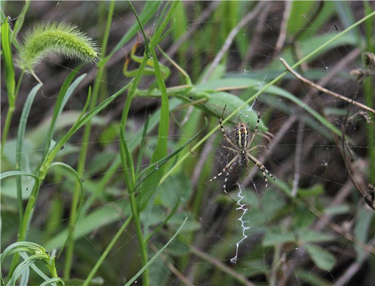 La Commissione Fondo del paesaggio eroga i sostegni per iniziative che, secondo il principio della biodiversità, sono volte alla conservazione sostenibile del paesaggio e della natura. (Foto: ASP/Natura e paesaggio)