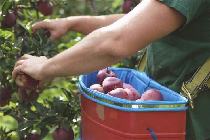 La Giunta ha adeguato l’anagrafe provinciale delle imprese agricole alle norme sulla tutela della privacy e sul diritto d'accesso modernizzando alcuni processi. (Foto: IDM/Jessica Preuhs)