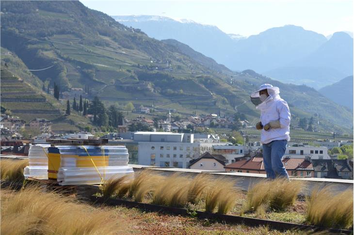 Il palazzo provinciale 11 in via Renon 4 a Bolzano è il primo ad avere sul tetto degli apiari. Nella foto la funzionaria Giulia Ligazzolo, apicoltrice. (Foto: ASP/Virna Bussadori)