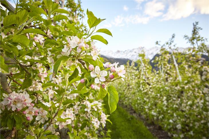 La frutticoltura altoatesina intende abbandonare le vie processuali. (Foto IDM)