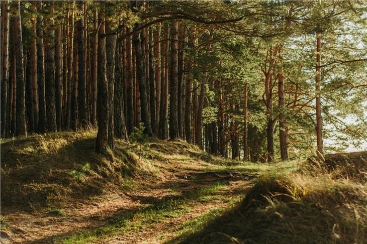 La sede di Silandro della Ripartizione foreste cerca un'assistente agraria e forestale o un assistente agrario e forestale. (Foto Unsplash)