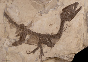 Il fossile di Scipionyx  (Foto Museo di Scienze Naturali AA)