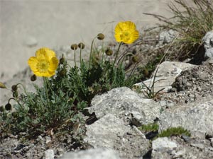 Rocce, suoli, piante: conferenza al Museo di Scienze Naturali il 10 febbraio.
