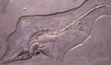 Uno dei fossili trovati a Monte San Giorgio