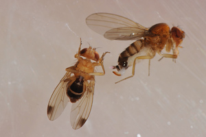 Maschio e femmina della Drosophila suzukii. (Foto: Mauro Varner)