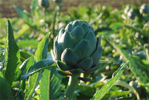 I primi carciofi in fase di maturazione.
