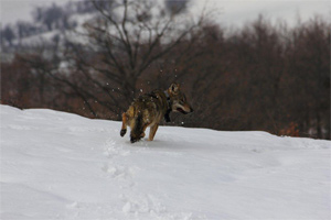 Un lupo nella neve