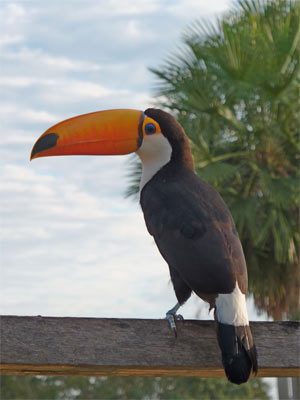 L'ambiente naturale del Pantanal al centro di una conferenza stampa al Museo di Scienze