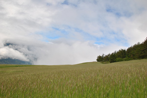 Campo di segale ad Allitz nei pressi di Lasa (Val Venosta)