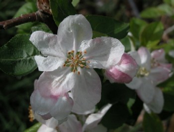 Fioritura precoce delle Golden Delicious