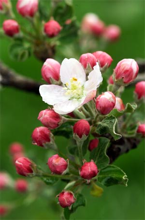 Meli in fiore già a marzo per le temperature calde (FOTO:USP)