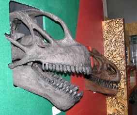 Alcuni crani di dinosauri esposti al Museo di Scienze Naturali