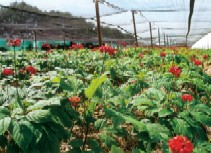 Ginseng in estate