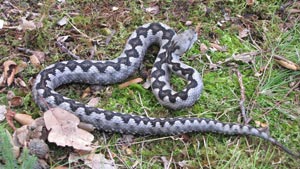 Esemplare di vipera
