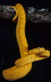 Una vipera delle palme esposta nell'ambito della mostra
