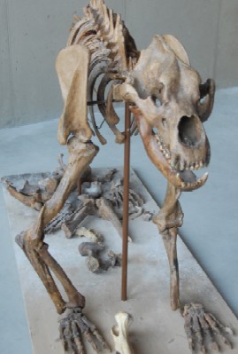 Lo scheletro di Ursus spelaeus esposto nel museo