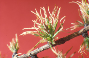 Foglie di larice ingiallite causa il parassita "coleophora laricella"