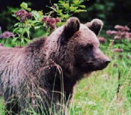 Una suggestiva immagine dell'orso bruno