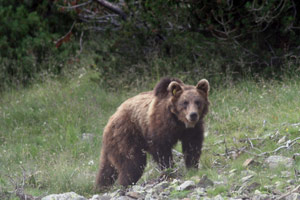 È rientrato in Alto Adige nella zona di Trafoi l'orso M13