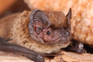 Il pomeriggio fornirà interessanti informazioni sulla vita e la caratteristiche dei pipistrelli