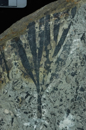 Un'immagine del ginkgo fossile del Bletterbach