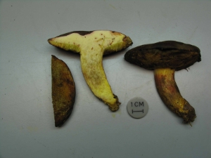 Il raro esemplare di Xerocomus chrysonaema