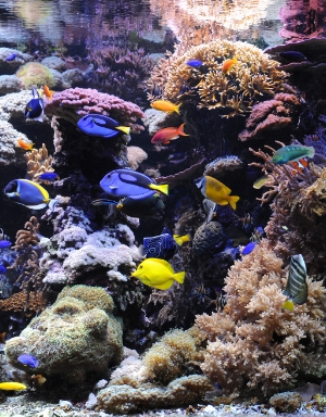 L'acquario del Museo di Scienze Naturali