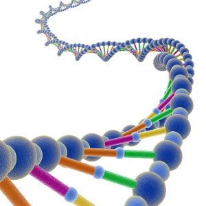 Un'immagine del DNA