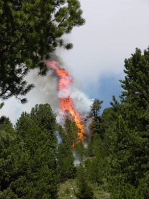 Corpo Forestale più attivo nella Protezione Civile - Manuale ad hoc