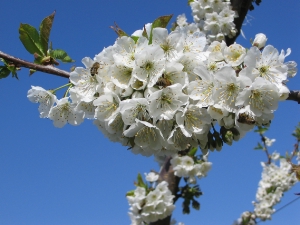 Protezione antigelo e la Drosofila suzukii al centro del Convegno sui piccoli frutti
