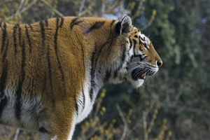 Esemplare di tigre siberiana