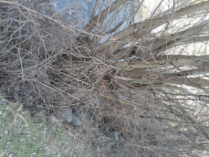 Taglio di vegetazione ripariale lungo l'Adige a Laces