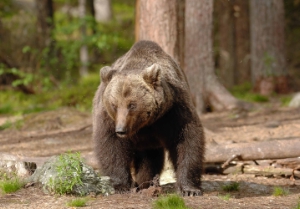 Un esemplare di orso bruno