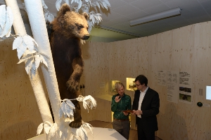 Il nuovo allestimento sull'orso bruno inaugurato presso la sede del Museo di Scienze