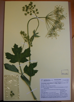Una pianta conservata nell'herbarium del Museo di Scienze Naturali dell'Alto Adige