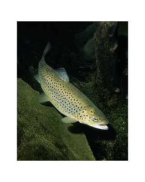 Esemplare di trota di lago (salmo trutta lacustris)