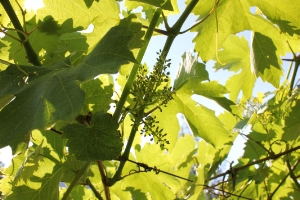 La vite Versoaln in fiore
