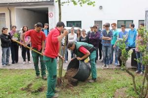 I giardinieri di Trauttmansdorff piantano il ginkgo nel cortile dell’Istituto tecnico economico in lingua tedesca H. Kunter a Bolzano.