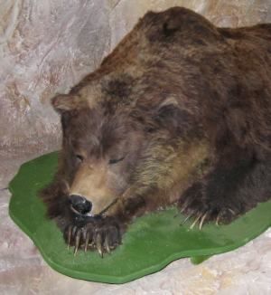 L'orso esposto nel  Museum Ladin Ursus Ladinicus