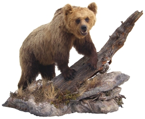 l´orso imbalsamato "M12"