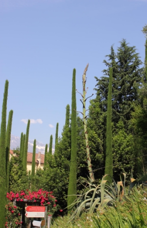 L’infiorescenza dell’agave americana alta tra i 4 e i 5 metri