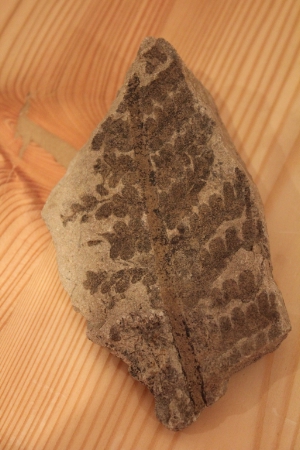 felce Pecopteris sp. ritrovata presso Mazzon di Egna