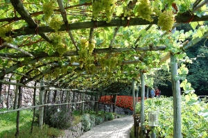 Il vigneto nei Giardini di Castel Trauttmansdorff (foto: I Giardini di Castel Trauttmansdorff)