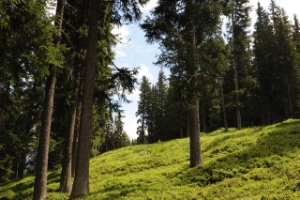 Bosco di abeti a Ridanna