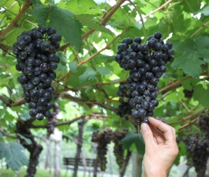 "origine e sapore degli antichi vitigni" guida al Museo del vino