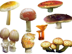 Funghi misteriose presenze