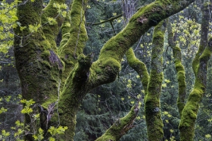 Un frassino della Val Passiria raffigurato nel volume (Foto: Othmar Seehauser)
