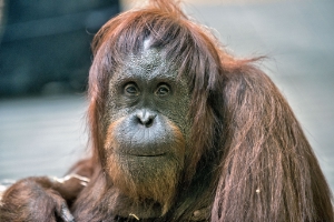 Un orangutan
