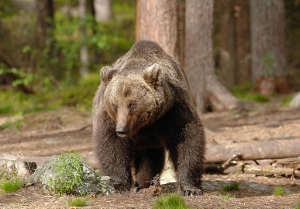 Un esemplare di oso bruno (Foto: Musei)